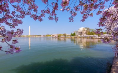 Let The Cherry Blossoms Bloom